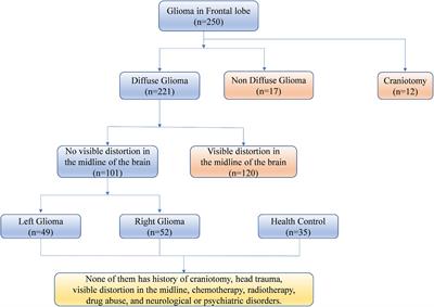 Synergetic reorganization of the contralateral structure and function in patients with unilateral frontal glioma